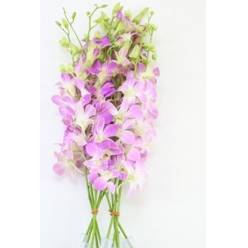 Dendro Lucy Pink 50cm