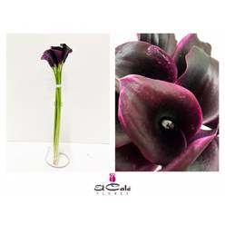 Calla Cantor 45cm Negra