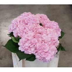 Hortensia Hol. Verena 50cm �15/17 Rosa