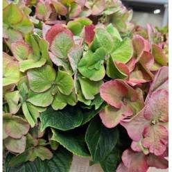 Hortensia Hol. Glow Alps Classic 50cm 12/15 Rosa