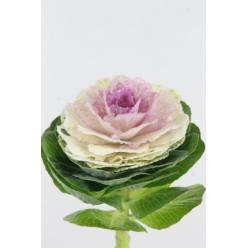 Brassica Hol. Crane Bicolor 70cm