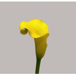Calla Gold Medal 45cm