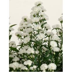 Aster Hol. Pretty Wendy 80cm 35gr "T25"