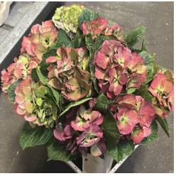 Hortensia Hol. Verena Classic 50cm 16/18 Bic.