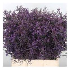 Limonium Hol. Saf. Lilac 60cm 20gr "T25" Mor.