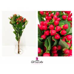 Hypericum Hol. Coco Diablo 50cm Rj