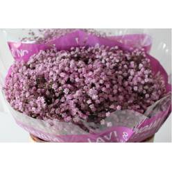 Paniculata Hol. Rosa 1000gr 75cm "T25"
