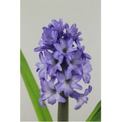 Jacinto Hol. Minos 30cm "T25" Az