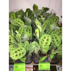 P. Maranta Kerchoveana 12/30cm x10