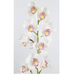 Cymbidium Noorderlicht 60cm Bl