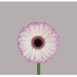 Gerbera Mini Hol. Lollipop Bi "T20"