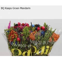 Safari Mandarin Mix 40cm