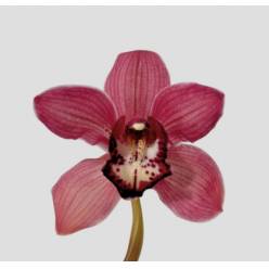 Cymbidium Red Dream 80cm Mo.