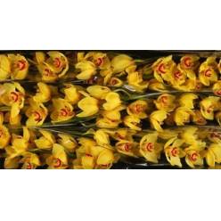 Cymbidium Rijsenhout 80cm Am