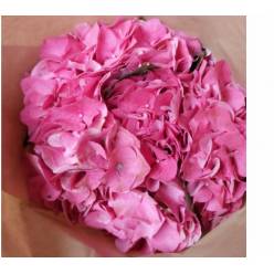 Hortensia Hol. Glow Alps 60cm 16/18 Rosa