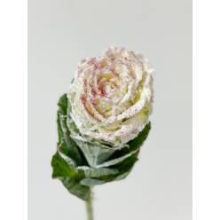 Brassica Nac. Nieve + Purpurina Roja