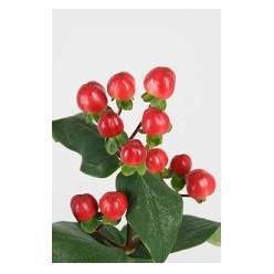 Hypericum Hol. Coco Tango 40cm Rj