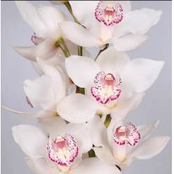 Cymbidium Snowbird 60cm Bl.