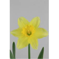 Narciso Hol. G Carlton Am 50cm