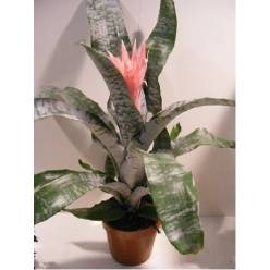 P. Aech Fas Primera 15/65cm x7