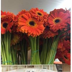 Gerbera Nac. Naranja CN