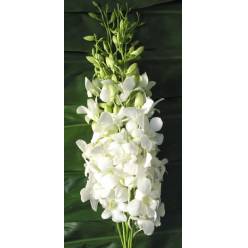 Dendro M Pomp Blanco 50cm