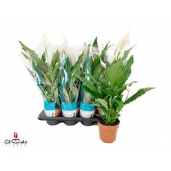 P. Spathyfilium Sweet Chico 13/60cm x8 5+flores
