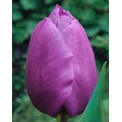 Tulipan Hol. Purple Prince Morado 35cm