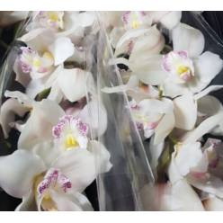 Cymbidium Steffi 50cm Bl