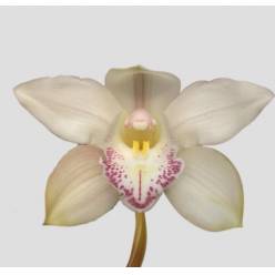 Cymbidium Steffi 80cm Bl