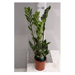 P. Zamioculca Zamiifol 17/80cm x6