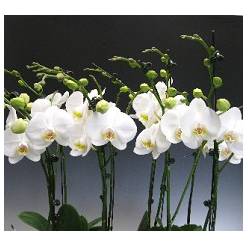 P. Phalaenopsis Ov. White 12/55cm  3T x10