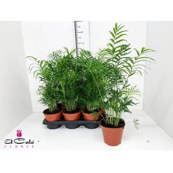 P. Chamaedorea Elegans 17/60cm x6