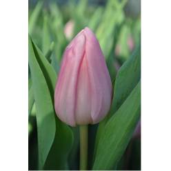 Tulipan Hol. Aafke Rosa 40cm Rs.