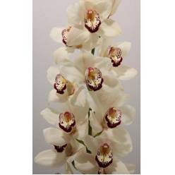 Cymbidium Mrs Esmee 80cm Bl