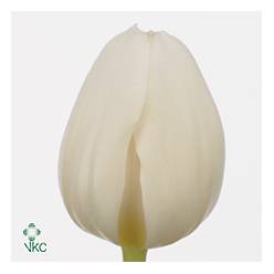 Tulipan Hol. Antarctica 40cm Bl.