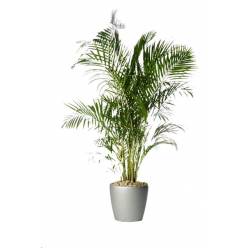 P. Dypsis Lutescens 24/130cm