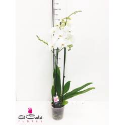 P. Phalaenopsis Ov. White 15/90cm 2T x4