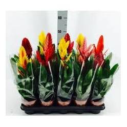 P. Guzmania Mixta Vries 5 Srt 12/40cm x10