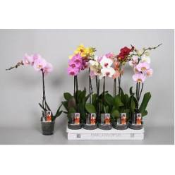 P. Phalaenopsis Mixta 12/80cm 2T x10