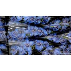Cymbidium Tintada 60cm Azul