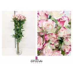 Ramificada Reflex 50cm Bicolor