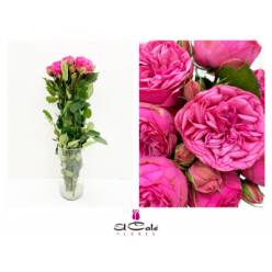 Ramificada Piano Pink 50cm