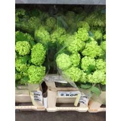 Viburnum Roseum 60cm 1bl A2