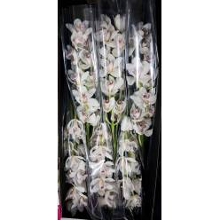 Cymbidium Silver 80cm Bl