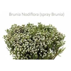 Safari Brunia Nodiflora Spray 40cm