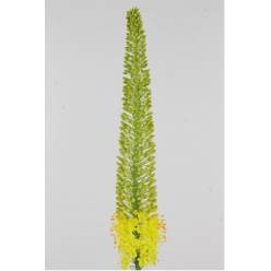 Eremurus Hol. Stenophyllu 80cm ( 35cm flor ) Am.
