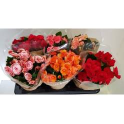 P. Begonia Du Mixta 13/30cm x6