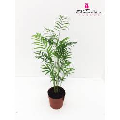 P. Chamaedorea Elegans 17/65cm x6