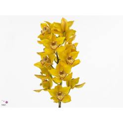 Cymbidium Nevada 80cm Am.